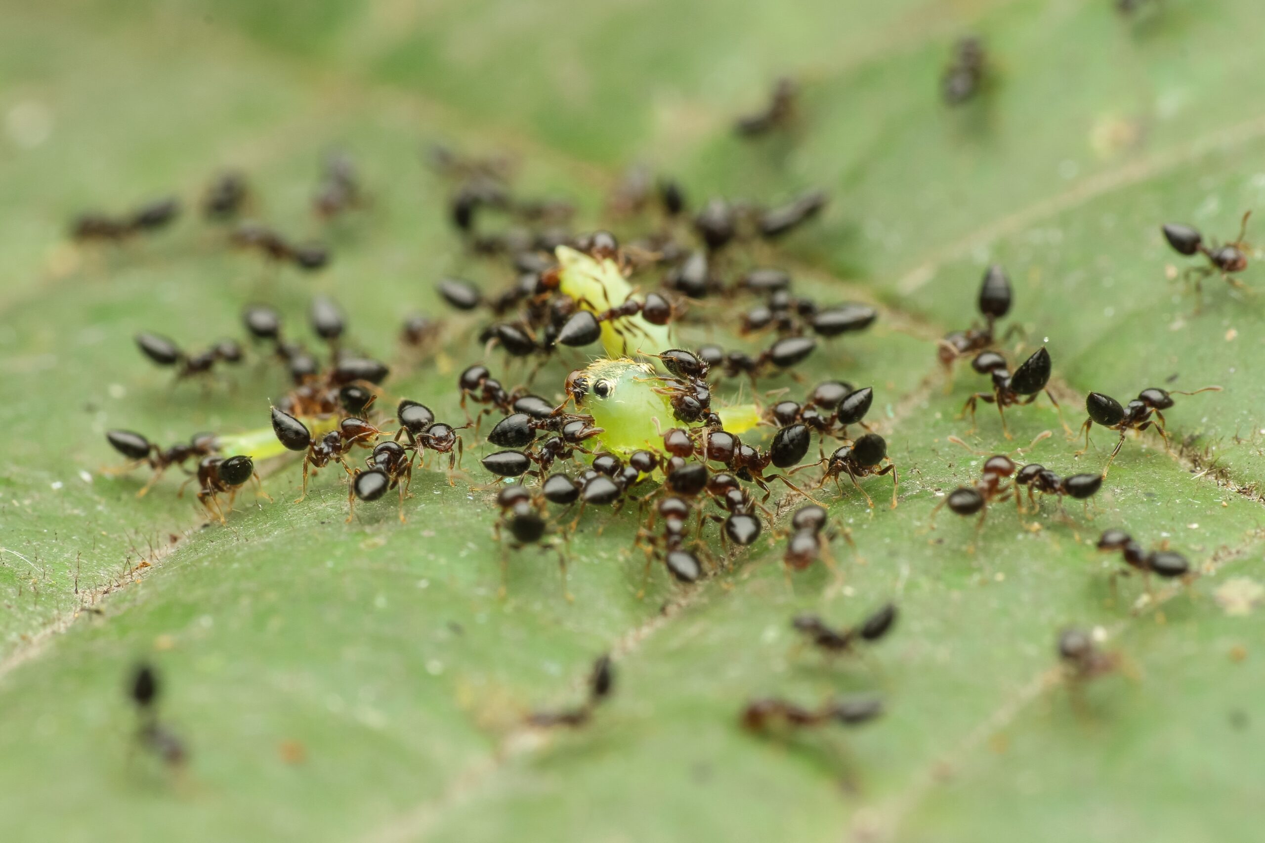 ant-colony-eating-together-2022-11-02-17-49-59-utc