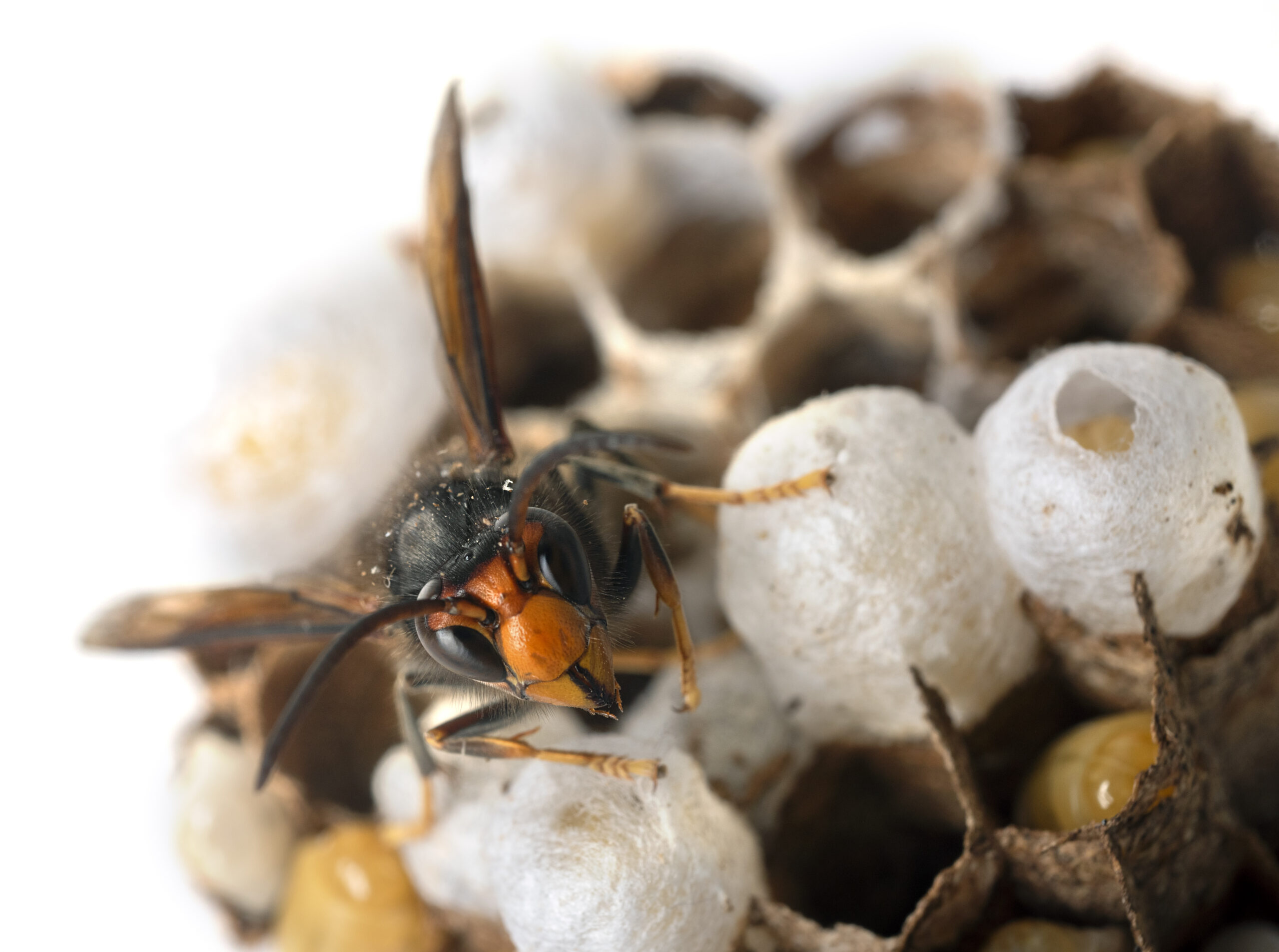 Asian hornet in studio
