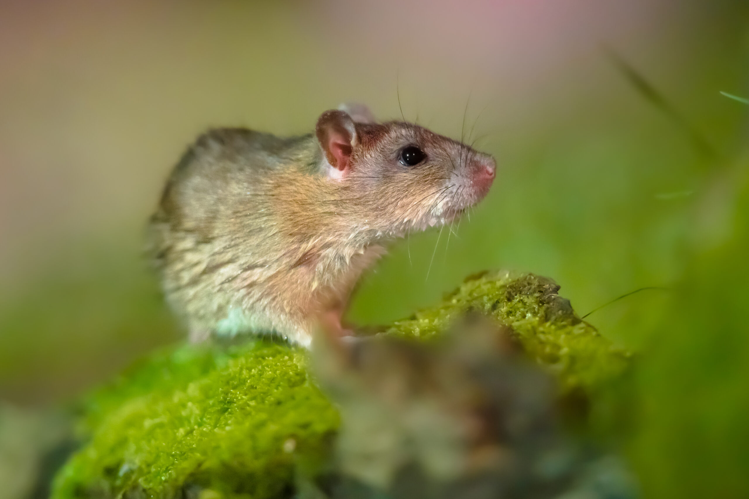 Brown rat in grass on river bank
