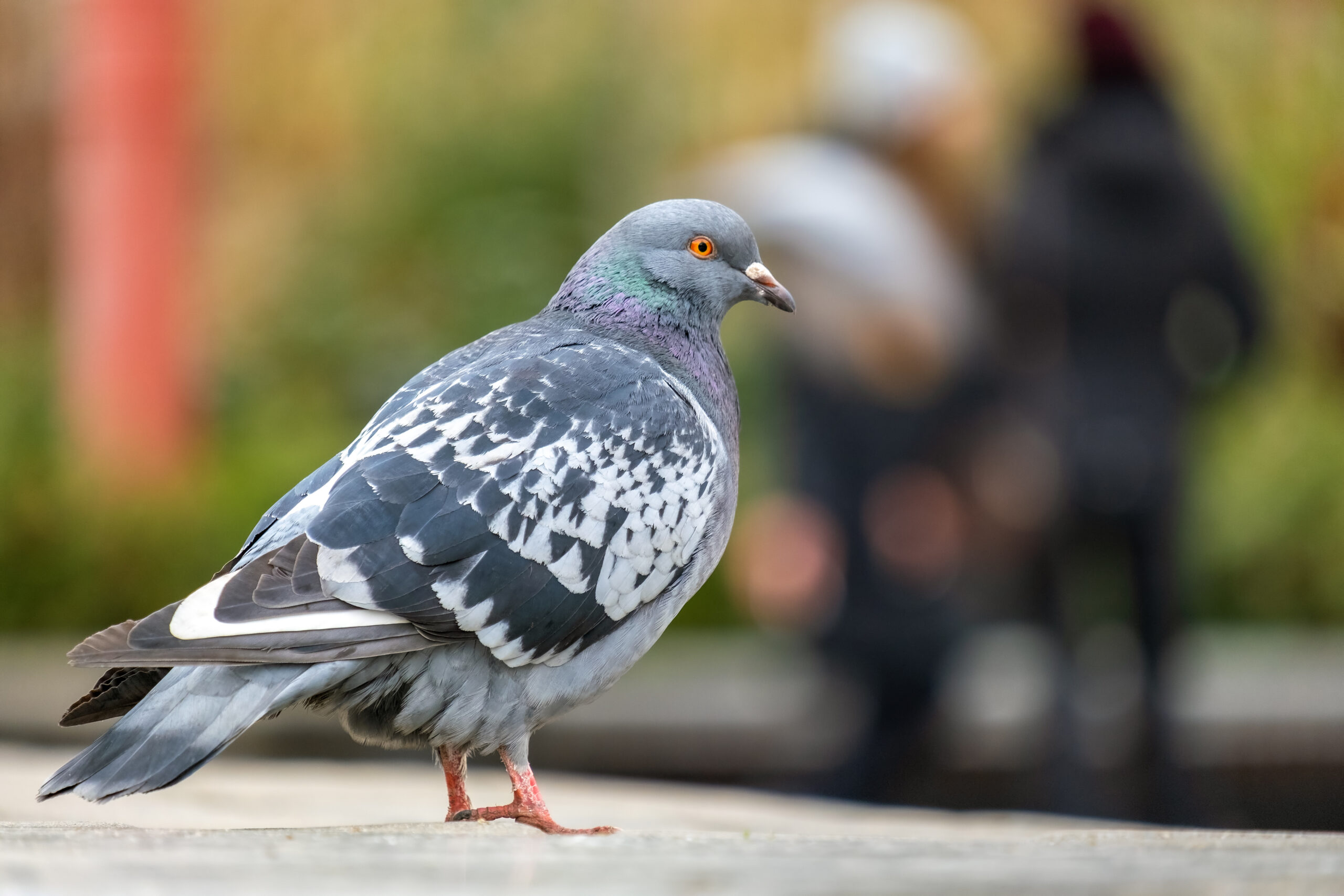 Closeup of gray pigeon bird on a city street