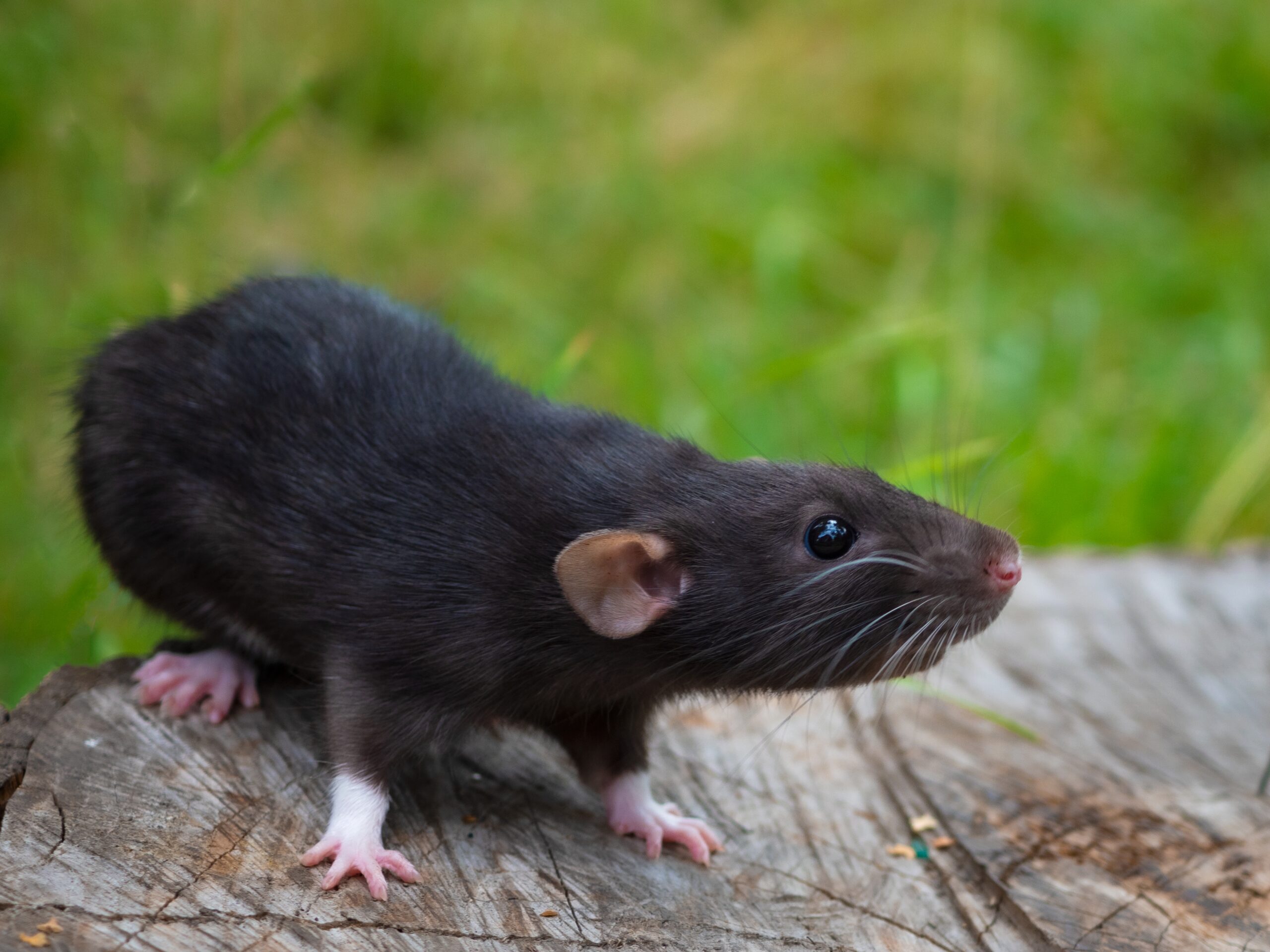 domestic-black-rat-on-a-walk-in-the-park-2022-10-31-04-26-27-utc
